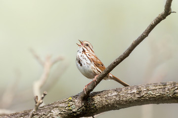 Song Sparrow 04