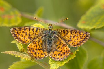 Cranberry Fritillary  warming wings in morning sun