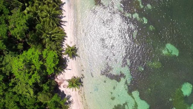 Caribbean white unspoiled beach vertical aerial drone view.  Palm trees next to the crystal waters of the beach. Carenero virgin beaches in Bocas del Toro islands in the Isla Bastimentos in Panama.