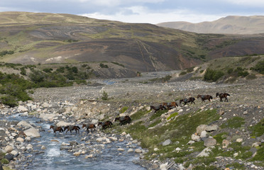 Patagonia, river and horses