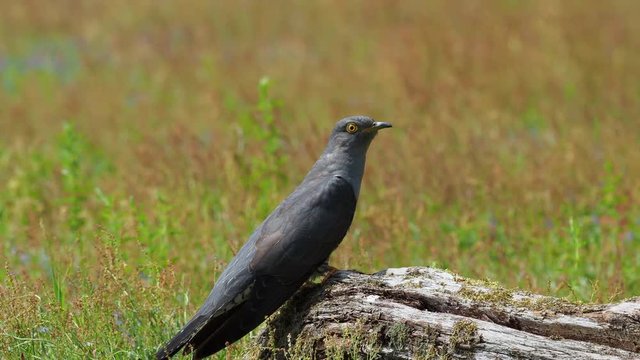 Cuckoo ( Cuculus canorus )  on the ground