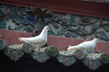 pigeon