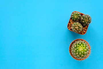 Cactus on blue paper background with copy space, top view, flat lay, succulent houseplant trendy design concept