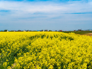 Obraz premium 北海道の風景