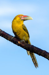 Brazilian toucan with blue sky. Saffron Toucanet. Wildlife scene from nature. Birdwatching in Brazil.
