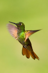 Fototapeta premium Hummingbird fling. Brazilian Ruby. Wildlife scene from nature. Birdwatching in Brazil.