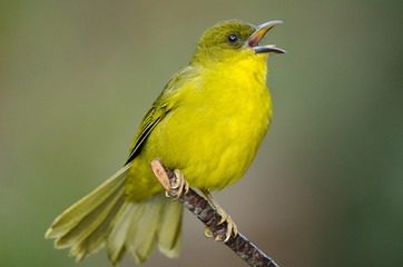 Green bird singing. Olive-green Tanager. Wildlife scene from nature. Birdwatching in Brazil.