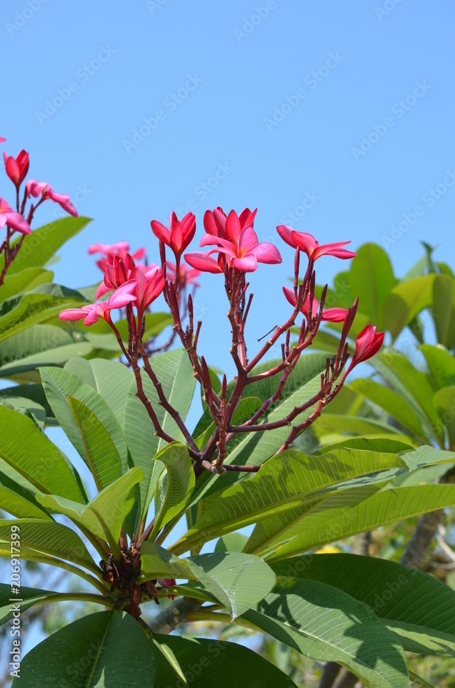 Poster flower pink