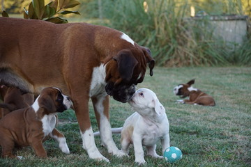 Maman Boxer jouant avec ses chiots © Patricia Bella