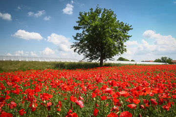 Poppy field in spring