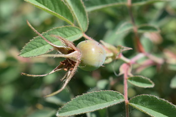 Zawiązany owoc róży karpackiej