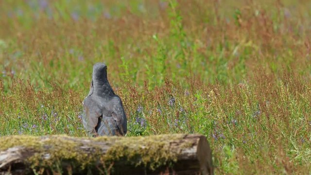 Cuckoo ( Cuculus canorus )  on the ground