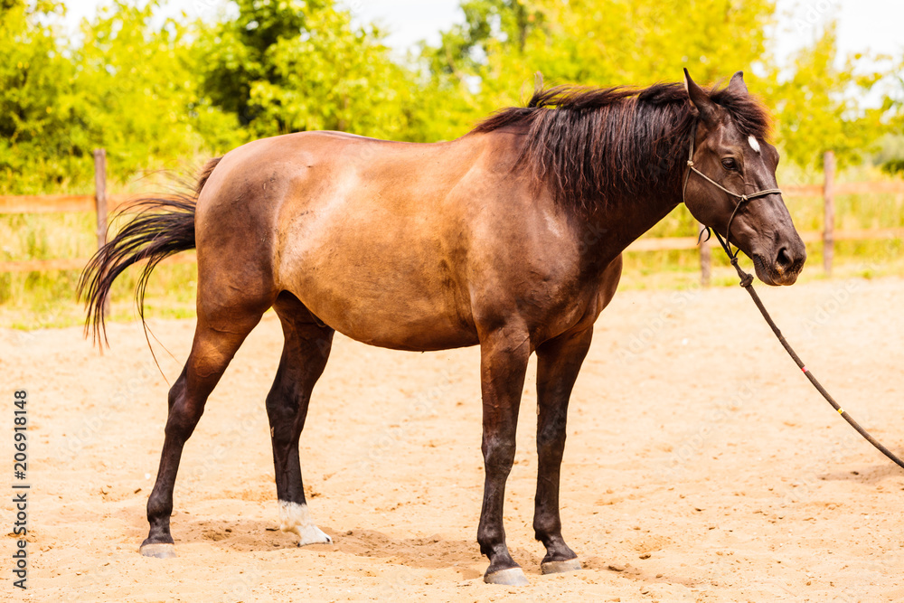 Sticker Brown wild horse on meadow idyllic field