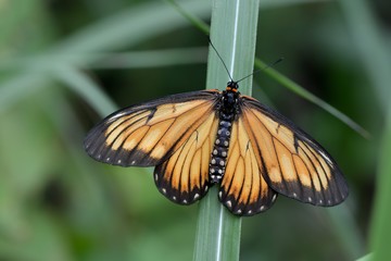 Butterfly larvae from the Taiwan (Acraea issoria formosana) Thin butterfly.