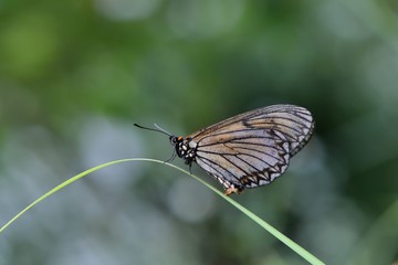 Butterfly larvae from the Taiwan (Acraea issoria formosana) Thin butterfly.