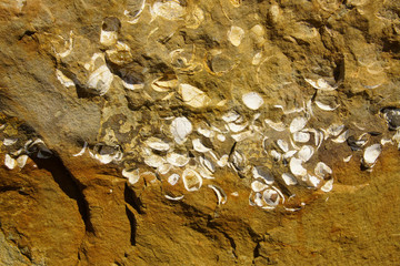 Clam fossils from the miocene era © cascoly2