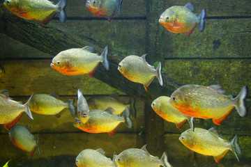 Red bellied piranha native to South America