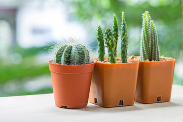 Cactus pots on wood table