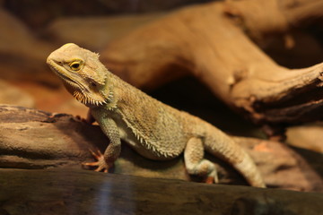 Lizard
