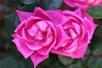 Pink Rose Flowers