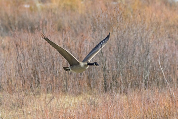 Bird Canadian Goose flying at Yellowstone National Park