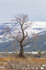 Yellowstone National Park during early spring