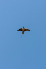 Barn swallow Hirundo rustica fly fast