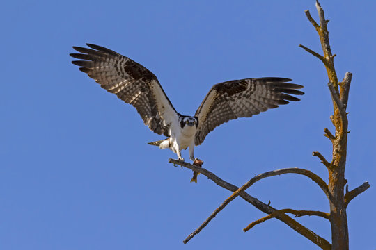 Osprey landing at tree limb perch