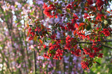 Chinese flowering crab-apple blooming