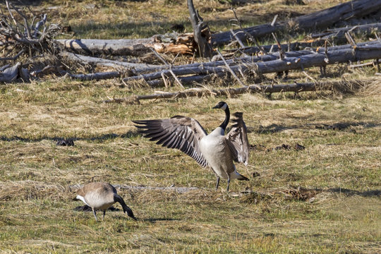 Bird Canadian geese at Yellowstone National Park