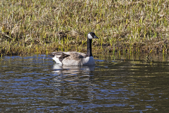 Bird Canadian geese at Yellowstone National Park