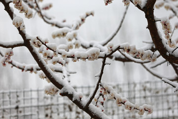 Apricot blossom flowers covered by snow in spring