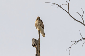 Hawk at waethered perch at Yellowstone