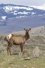 Elk at Yellowstone National Park in the early spring