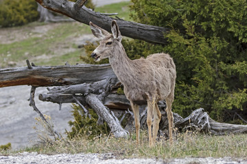 Deer at Yellowstone National Park grassland