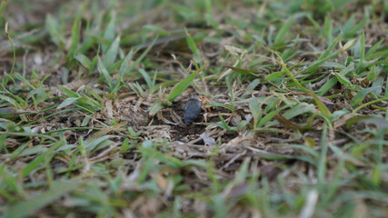 Insect in grasses