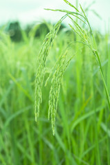 rice plants in paddy field