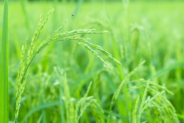 Plakat rice plants in paddy field