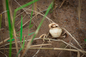 crab death in field on ground