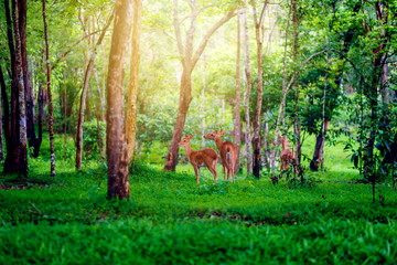 Deer in the forest. Get in the morning