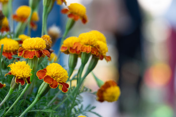 closeup beautiful  french marigold flowers blooming, tagetes patula