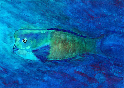 Fish watercolor painting