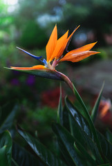 Fototapeta na wymiar Beautiful Heliconia flower on moody tone