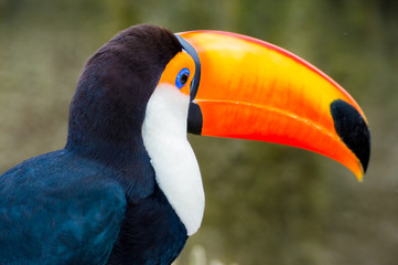 Tiago Pereira Farias