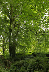 Fototapeta na wymiar Blarney Woods