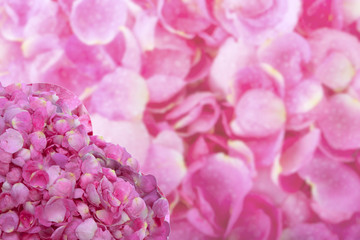 petals of rose background