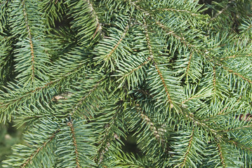 常緑　葉　素材