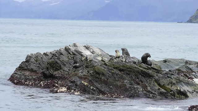 Antarctic fur seal pup on rock