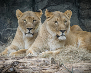 Fototapeta na wymiar Family of Lions