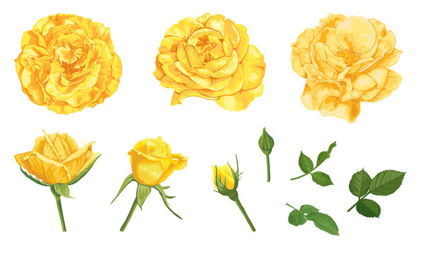 Yellow roses with bud and leaves on white background. Vector set of blooming flower for advertising, packaging, holiday invitations, greeting card and fashion design.